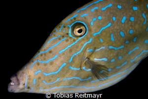 Scrawled Filefish, Tioman Island by Tobias Reitmayr 